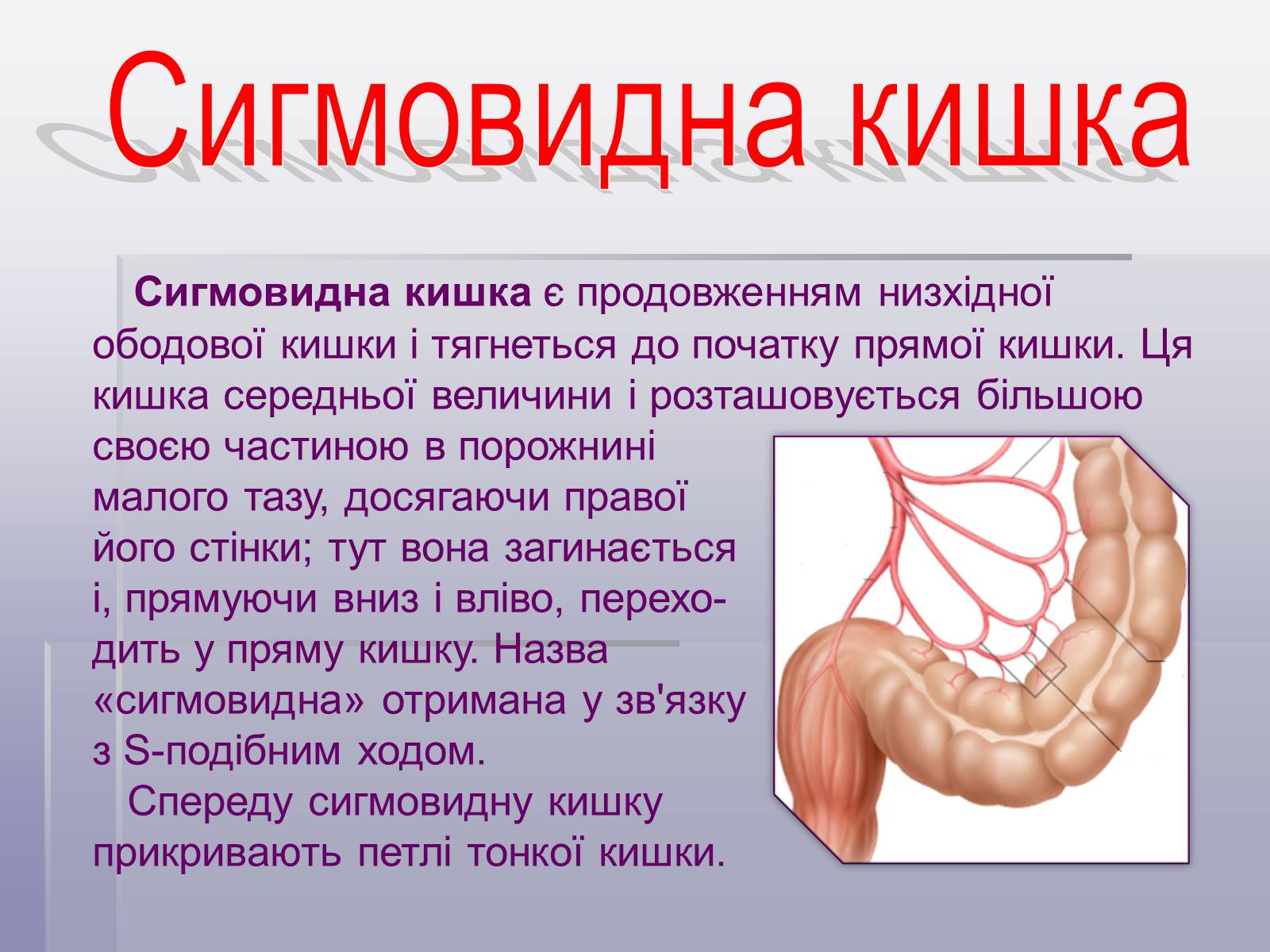 Презентація на тему «Печінка та кишечник» - Слайд #13 Презентація на тему «Печінка та кишечник» - Слайд #13