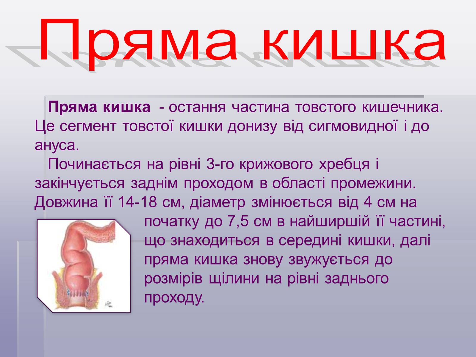 Презентація на тему «Печінка та кишечник» - Слайд #14 Презентація на тему «Печінка та кишечник» - Слайд #14