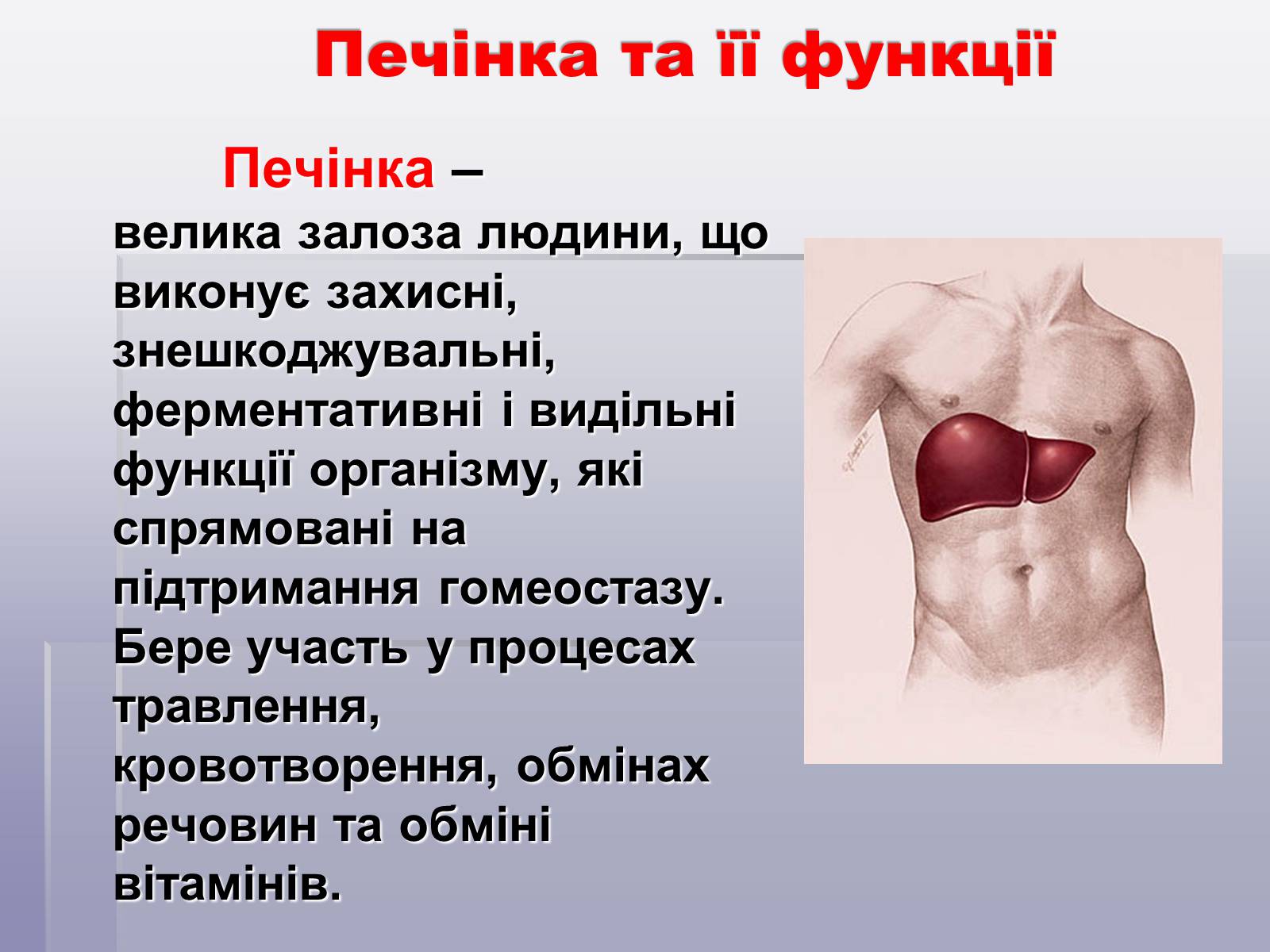 Презентація на тему «Печінка та кишечник» - Слайд #15 Презентація на тему «Печінка та кишечник» - Слайд #15