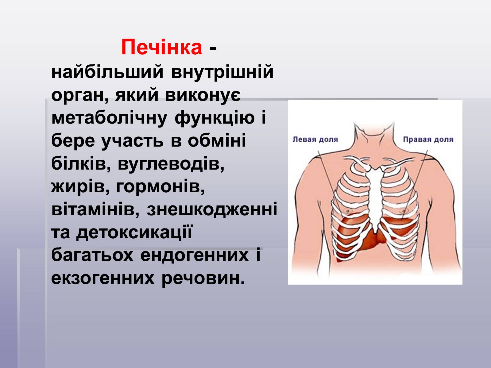 Презентація на тему «Печінка та кишечник» - Слайд #16 Презентація на тему «Печінка та кишечник» - Слайд #16