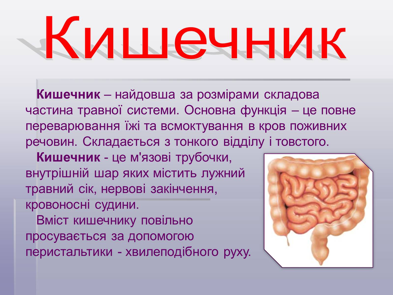 Презентація на тему «Печінка та кишечник» - Слайд #2 Презентація на тему «Печінка та кишечник» - Слайд #2
