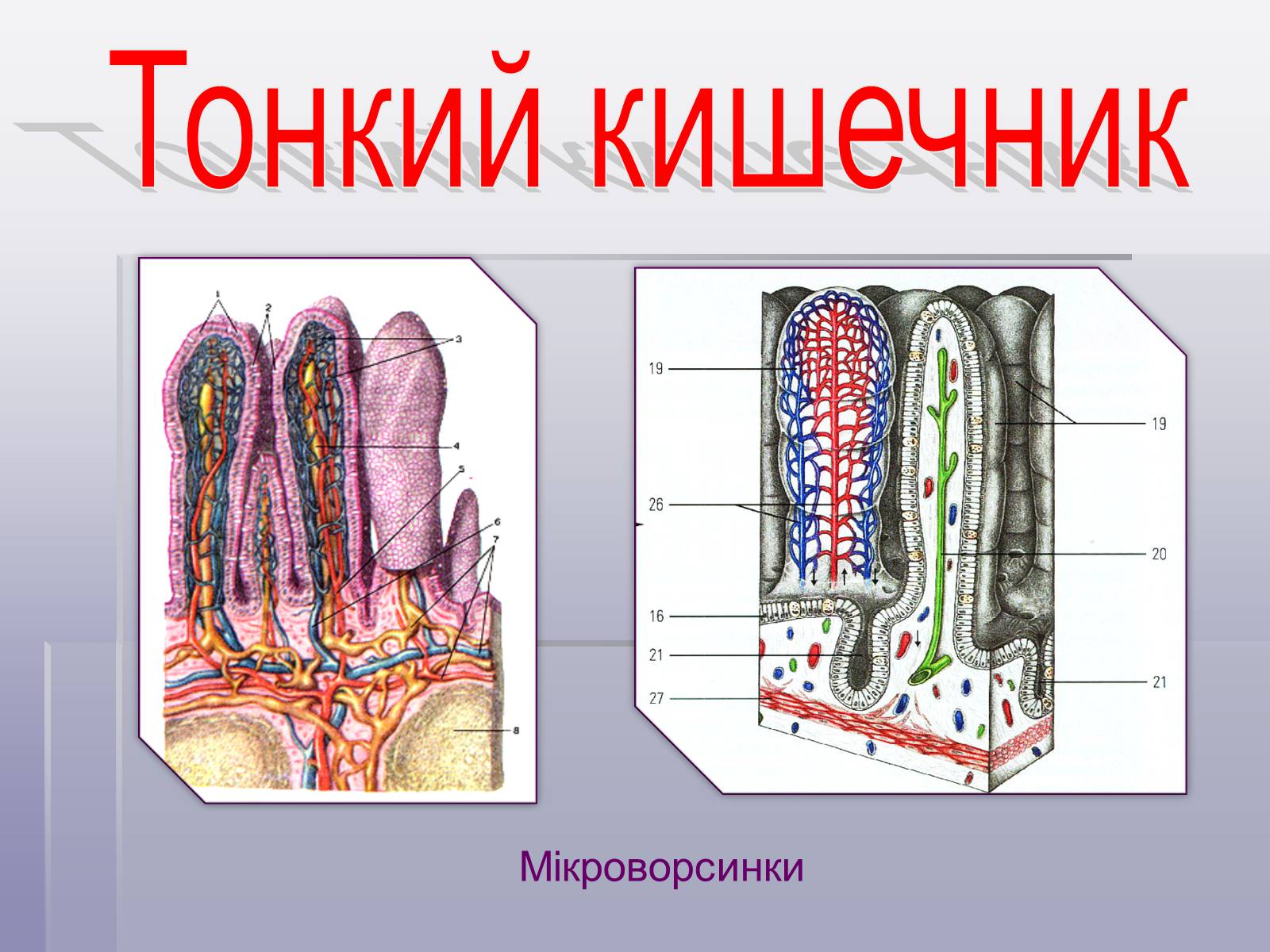 Презентація на тему «Печінка та кишечник» - Слайд #5 Презентація на тему «Печінка та кишечник» - Слайд #5