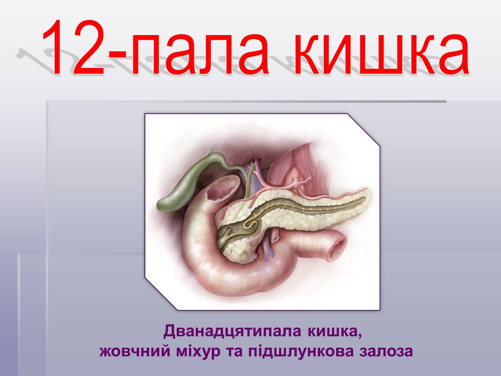 Презентація на тему «Печінка та кишечник» - Слайд #6 Презентація на тему «Печінка та кишечник» - Слайд #6