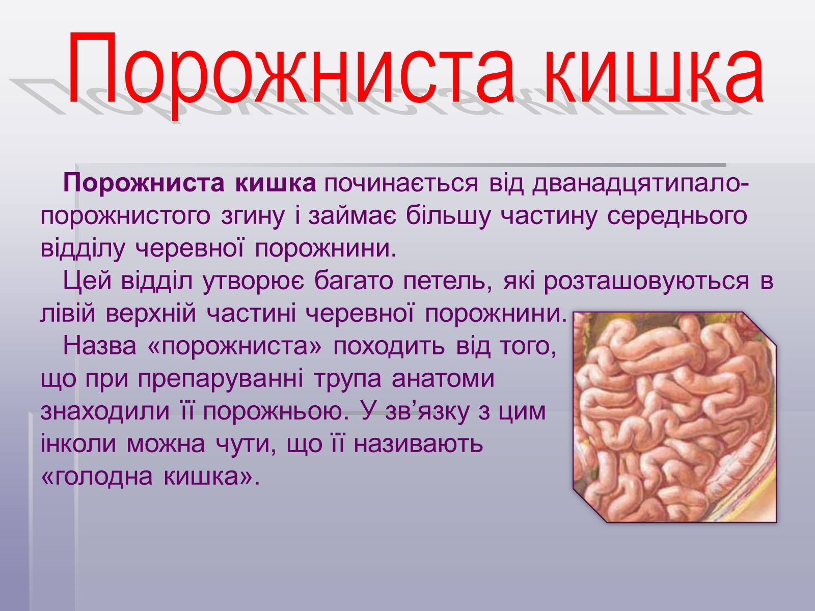 Презентація на тему «Печінка та кишечник» - Слайд #8 Презентація на тему «Печінка та кишечник» - Слайд #8