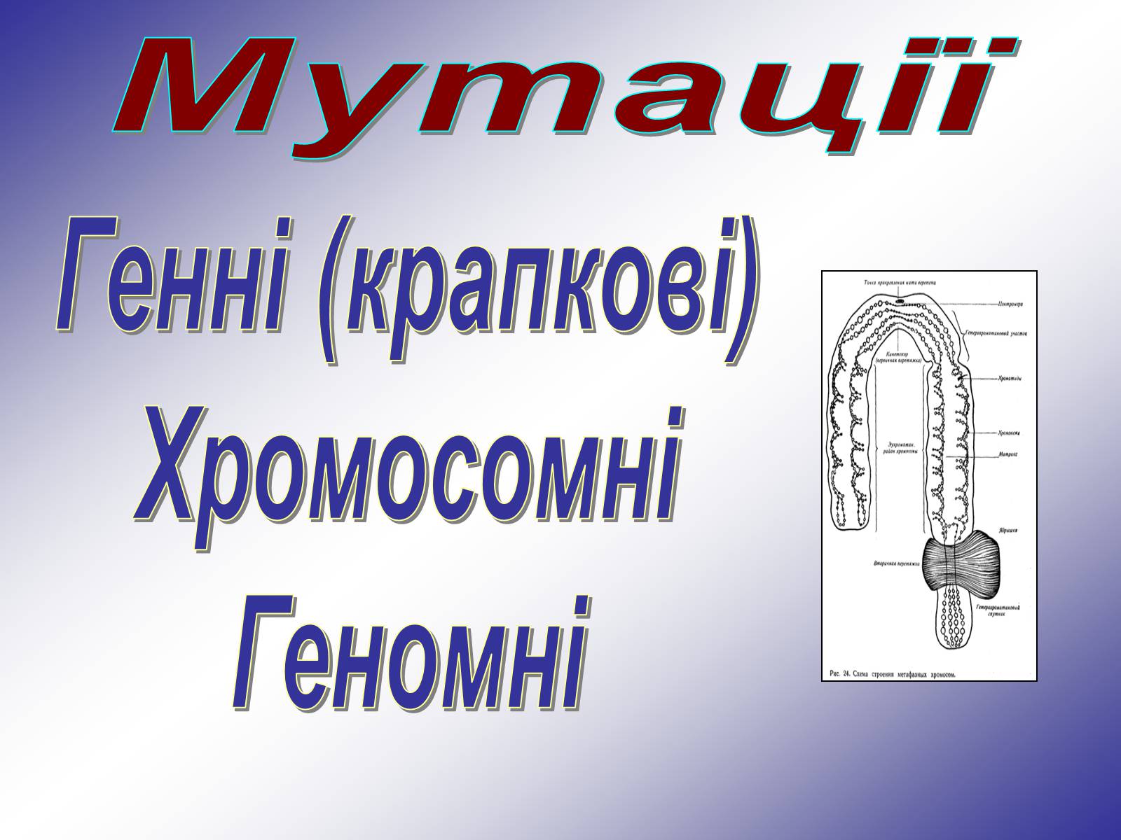 Презентація на тему «Генетика людини» (варіант 1) - Слайд #37 Презентація на тему «Генетика людини» (варіант 1) - Слайд #37
