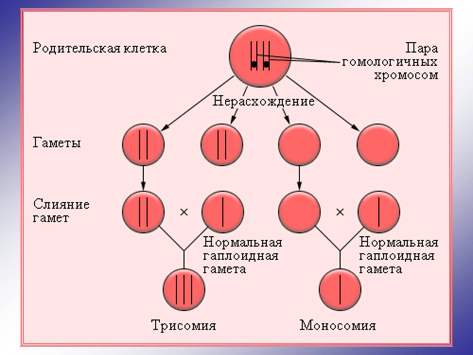 Презентація на тему «Генетика людини» (варіант 1) - Слайд #76 Презентація на тему «Генетика людини» (варіант 1) - Слайд #76