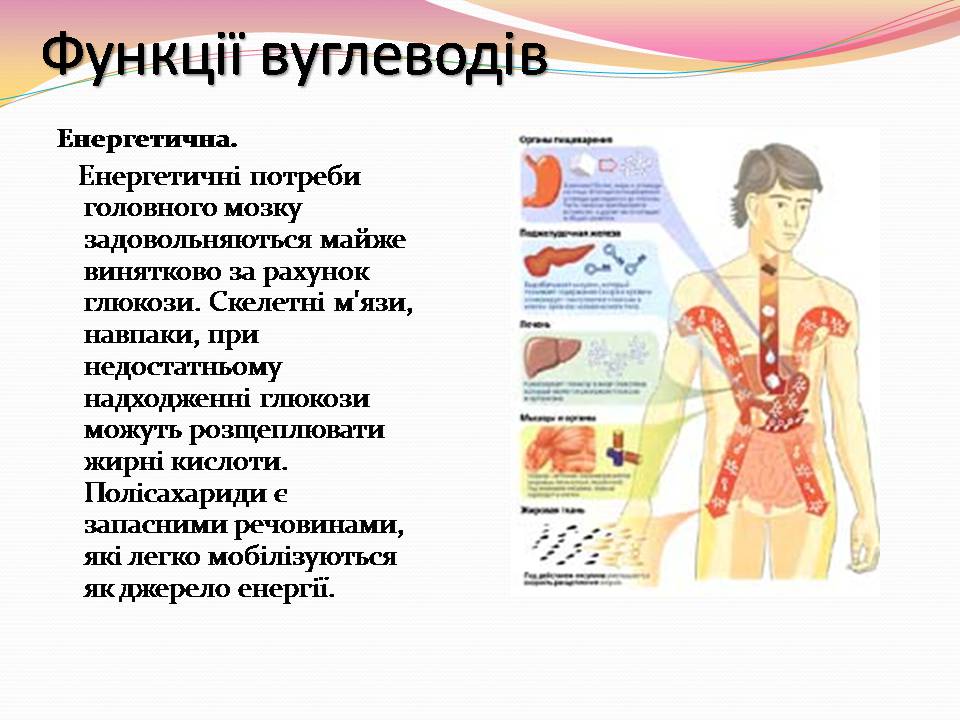 Презентація на тему «Вуглеводи як компоненти їжі, їх роль у житті людини» (варіант 39) - Слайд #12 Презентація на тему «Вуглеводи як компоненти їжі, їх роль у житті людини» (варіант 39) - Слайд #12