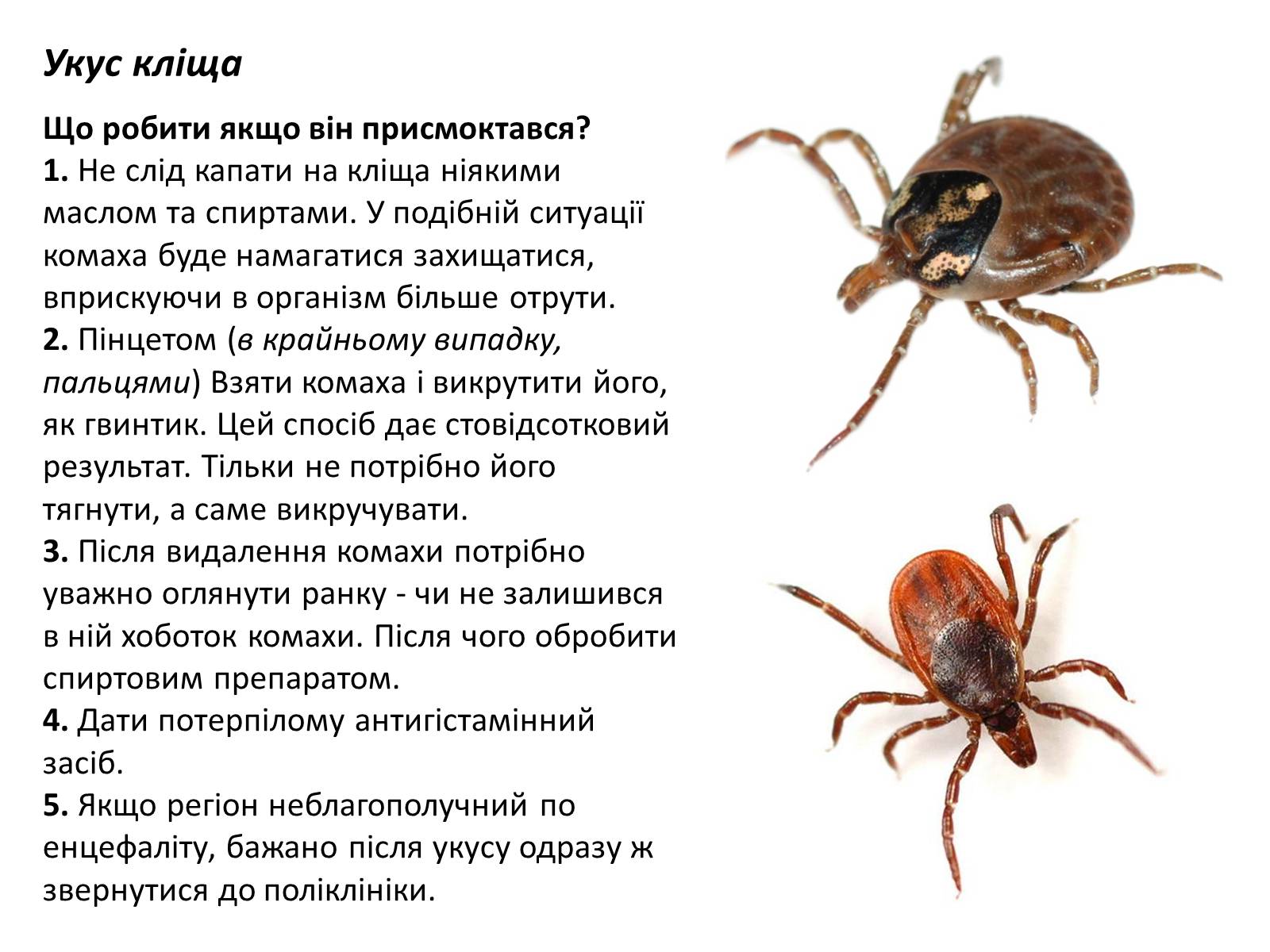 Презентація на тему «Допомога при укусах отруйних комах та тварин» - Слайд #5 Презентація на тему «Допомога при укусах отруйних комах та тварин» - Слайд #5