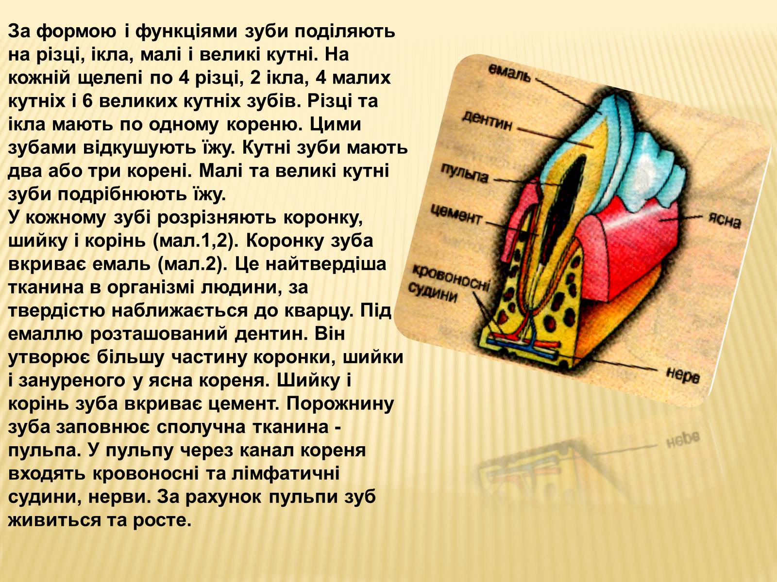 Презентація на тему «Травлення в ротовій порожнині» - Слайд #3 Презентація на тему «Травлення в ротовій порожнині» - Слайд #3