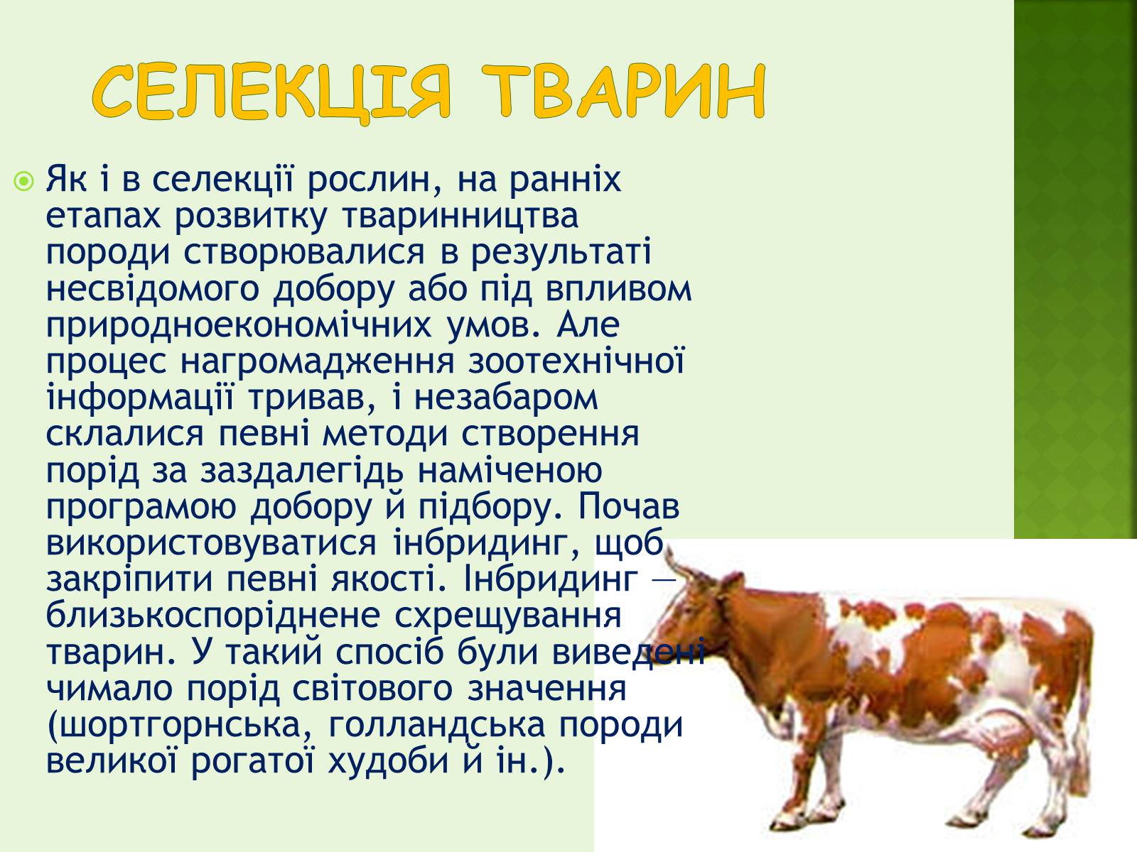 Презентація на тему «Селекція організмів» - Слайд #10 Презентація на тему «Селекція організмів» - Слайд #10