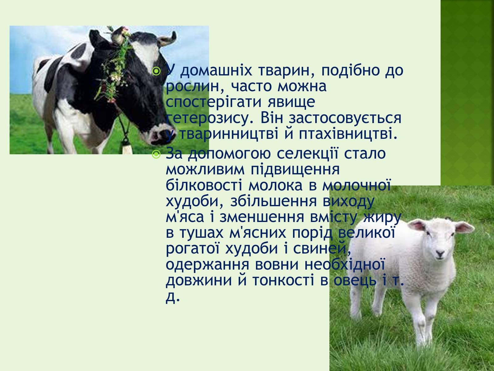 Презентація на тему «Селекція організмів» - Слайд #13 Презентація на тему «Селекція організмів» - Слайд #13