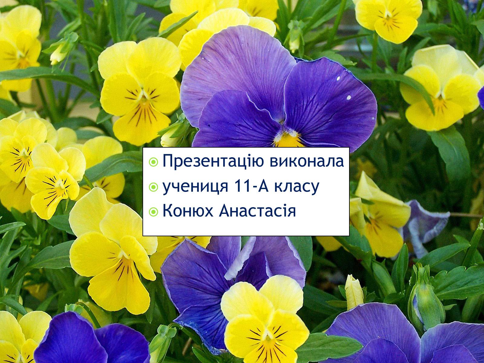 Презентація на тему «Селекція організмів» - Слайд #16 Презентація на тему «Селекція організмів» - Слайд #16