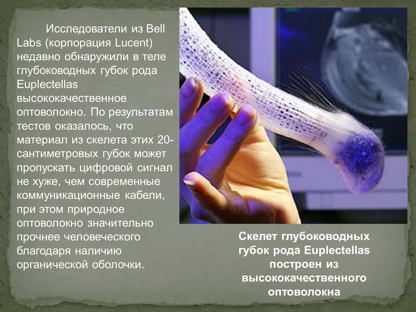 Презентація на тему «Бионика» (варіант 2) - Слайд #19 Презентація на тему «Бионика» (варіант 2) - Слайд #19
