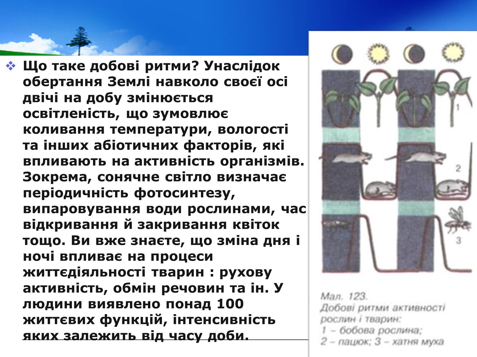 Презентація на тему «Адаптивні ритми популяцій і організмів» - Слайд #7 Презентація на тему «Адаптивні ритми популяцій і організмів» - Слайд #7
