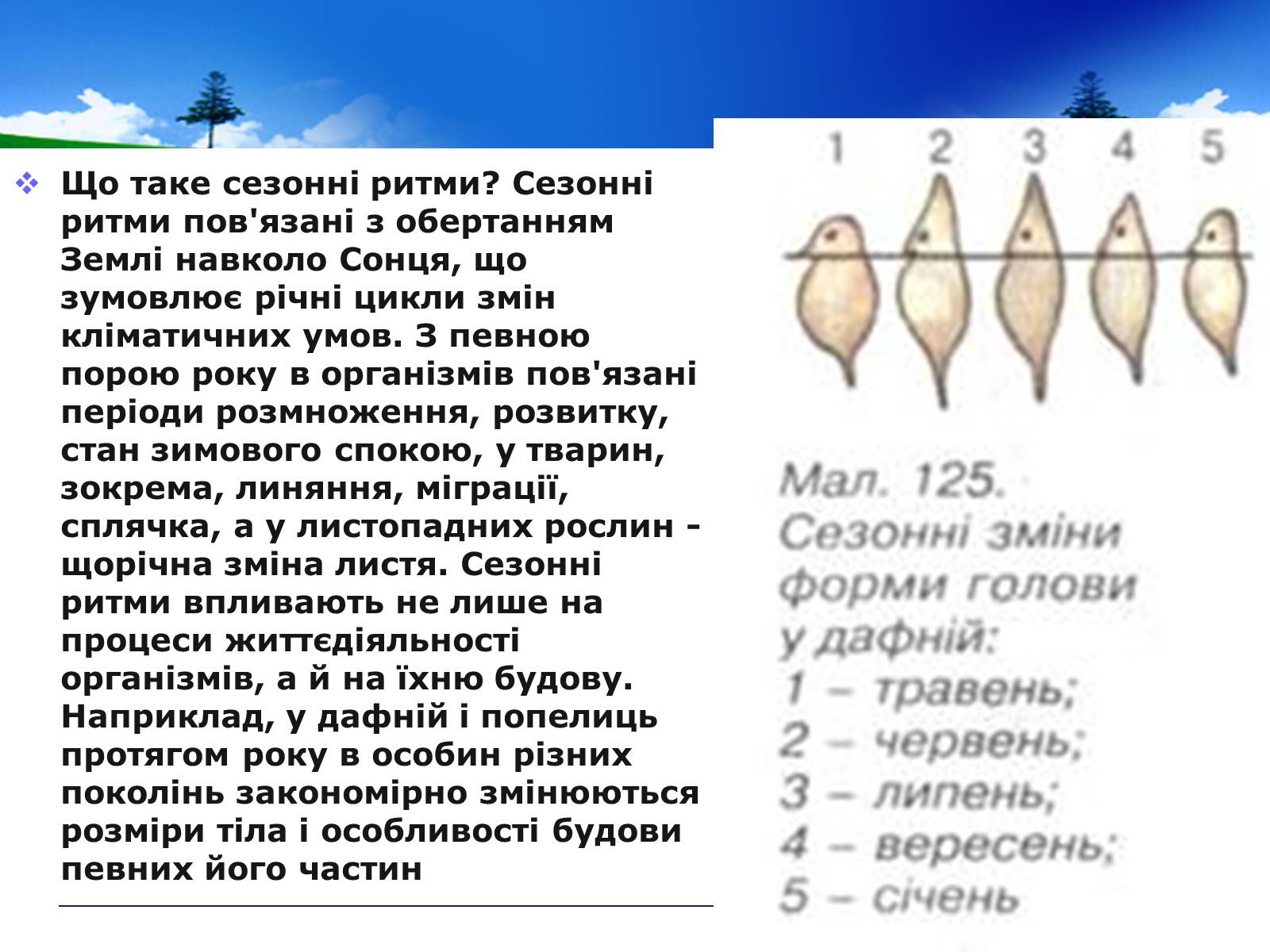 Презентація на тему «Адаптивні ритми популяцій і організмів» - Слайд #8 Презентація на тему «Адаптивні ритми популяцій і організмів» - Слайд #8