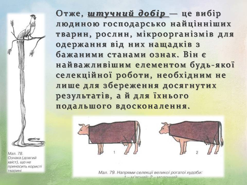 Презентація на тему «Генетичні основи селекції організмів» (варіант 3) - Слайд #10