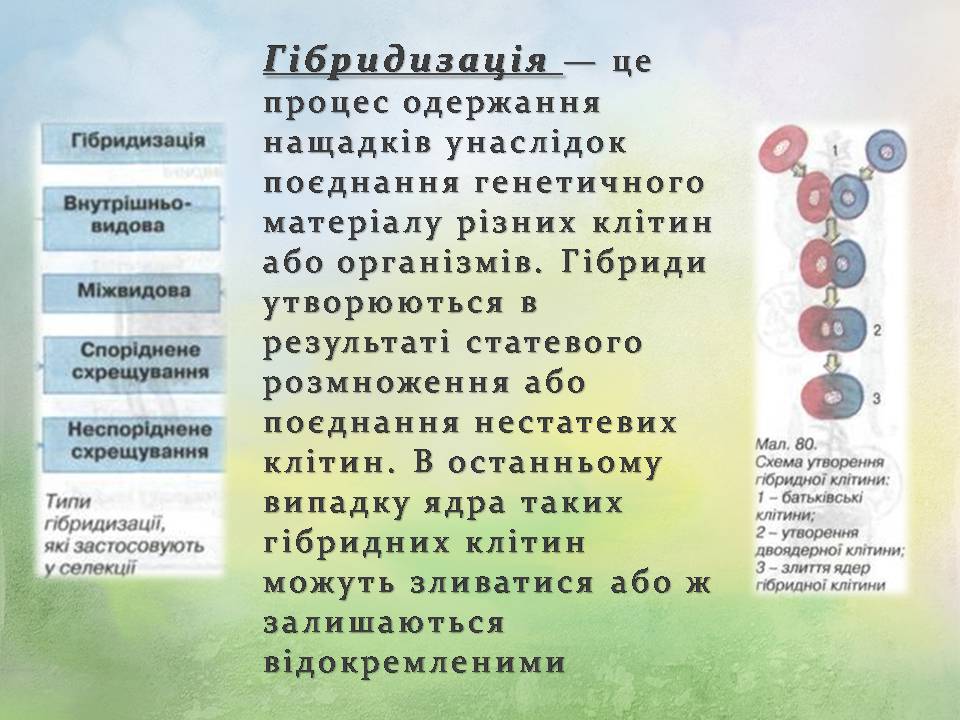 Презентація на тему «Генетичні основи селекції організмів» (варіант 3) - Слайд #11