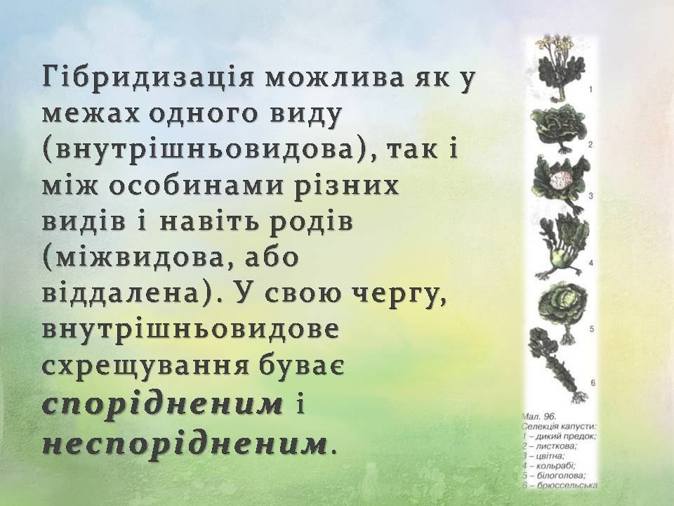 Презентація на тему «Генетичні основи селекції організмів» (варіант 3) - Слайд #12