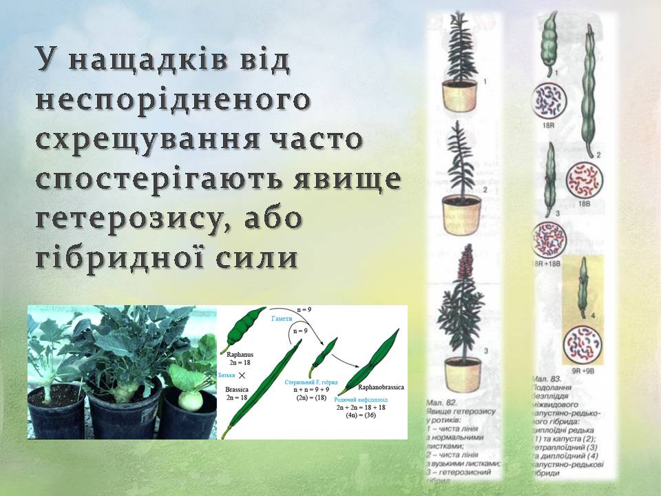 Презентація на тему «Генетичні основи селекції організмів» (варіант 3) - Слайд #16