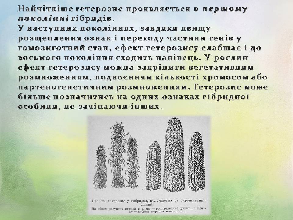 Презентація на тему «Генетичні основи селекції організмів» (варіант 3) - Слайд #18