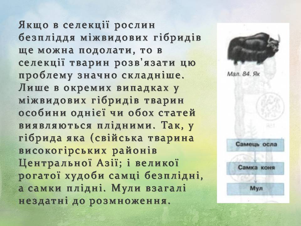 Презентація на тему «Генетичні основи селекції організмів» (варіант 3) - Слайд #20