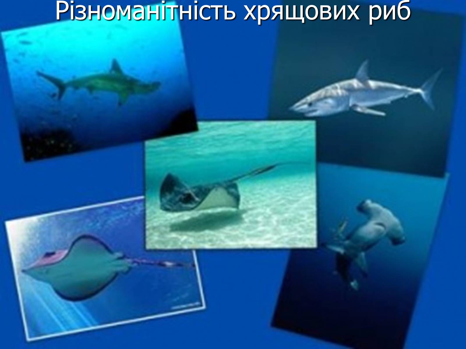 Презентація на тему «Цікаві відомості та наукові факти про Хрящових Риб» - Слайд #2 Презентація на тему «Цікаві відомості та наукові факти про Хрящових Риб» - Слайд #2