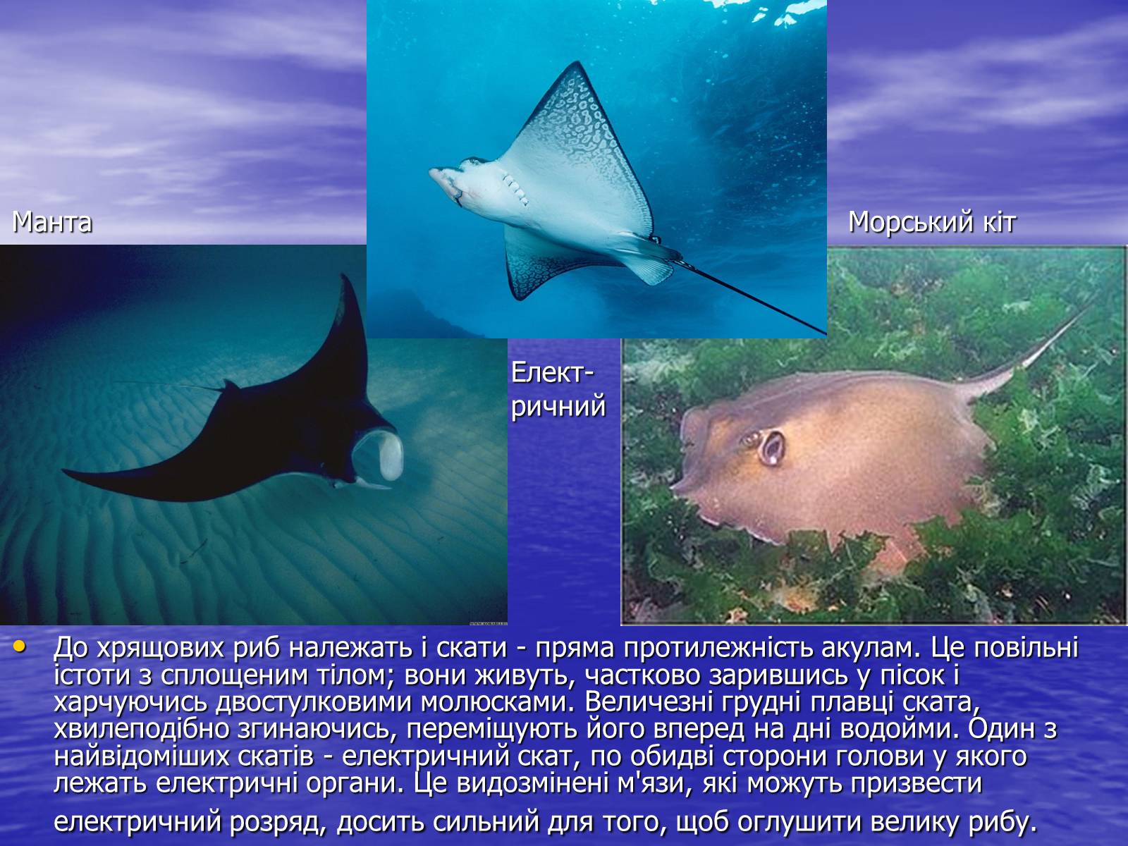 Презентація на тему «Цікаві відомості та наукові факти про Хрящових Риб» - Слайд #5 Презентація на тему «Цікаві відомості та наукові факти про Хрящових Риб» - Слайд #5
