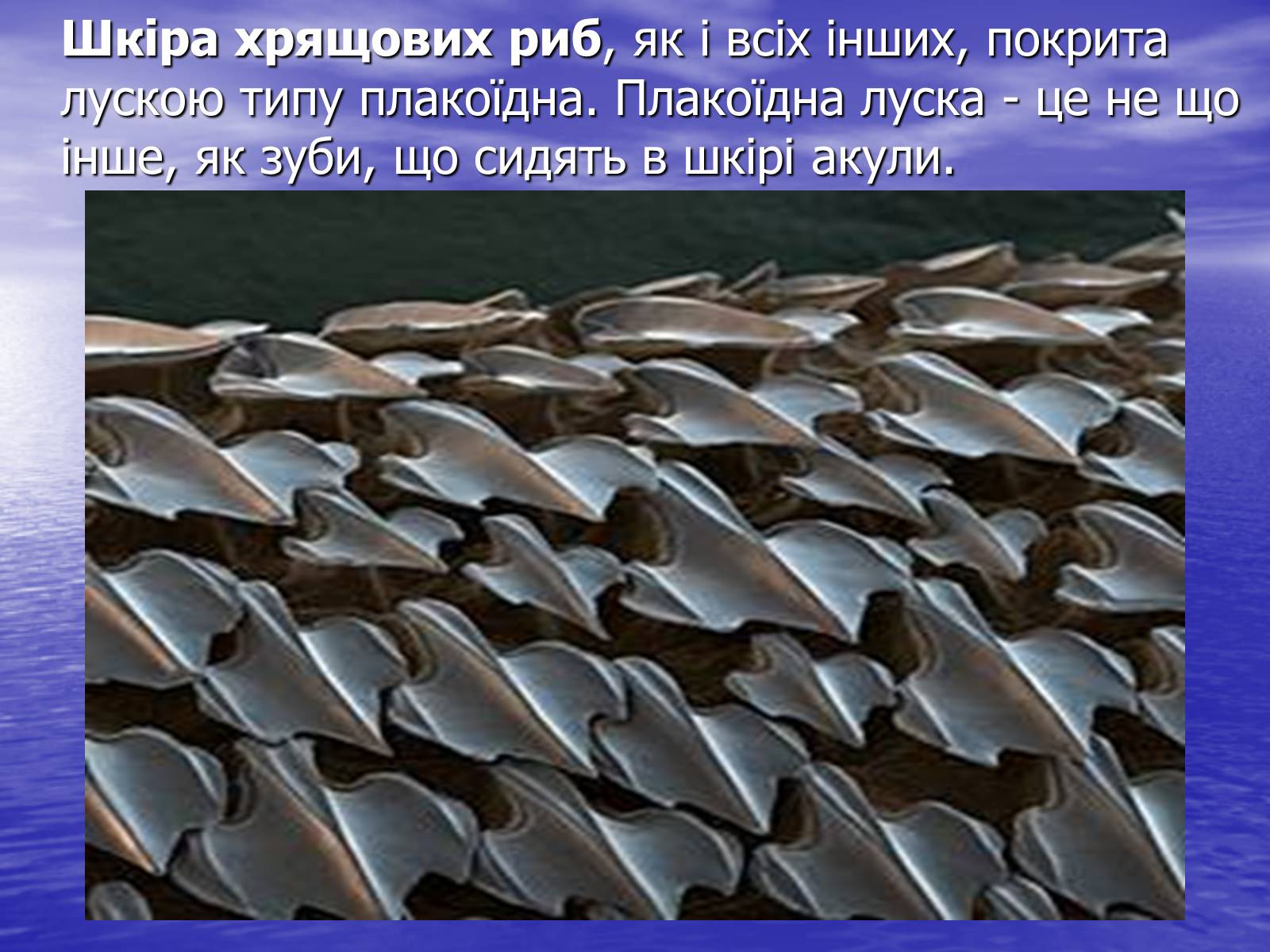 Презентація на тему «Цікаві відомості та наукові факти про Хрящових Риб» - Слайд #7 Презентація на тему «Цікаві відомості та наукові факти про Хрящових Риб» - Слайд #7
