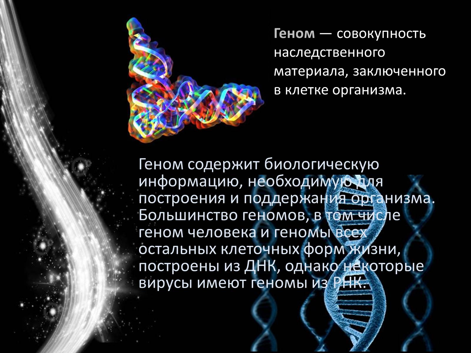 Презентація на тему «Геном человека» - Слайд #2 Презентація на тему «Геном человека» - Слайд #2
