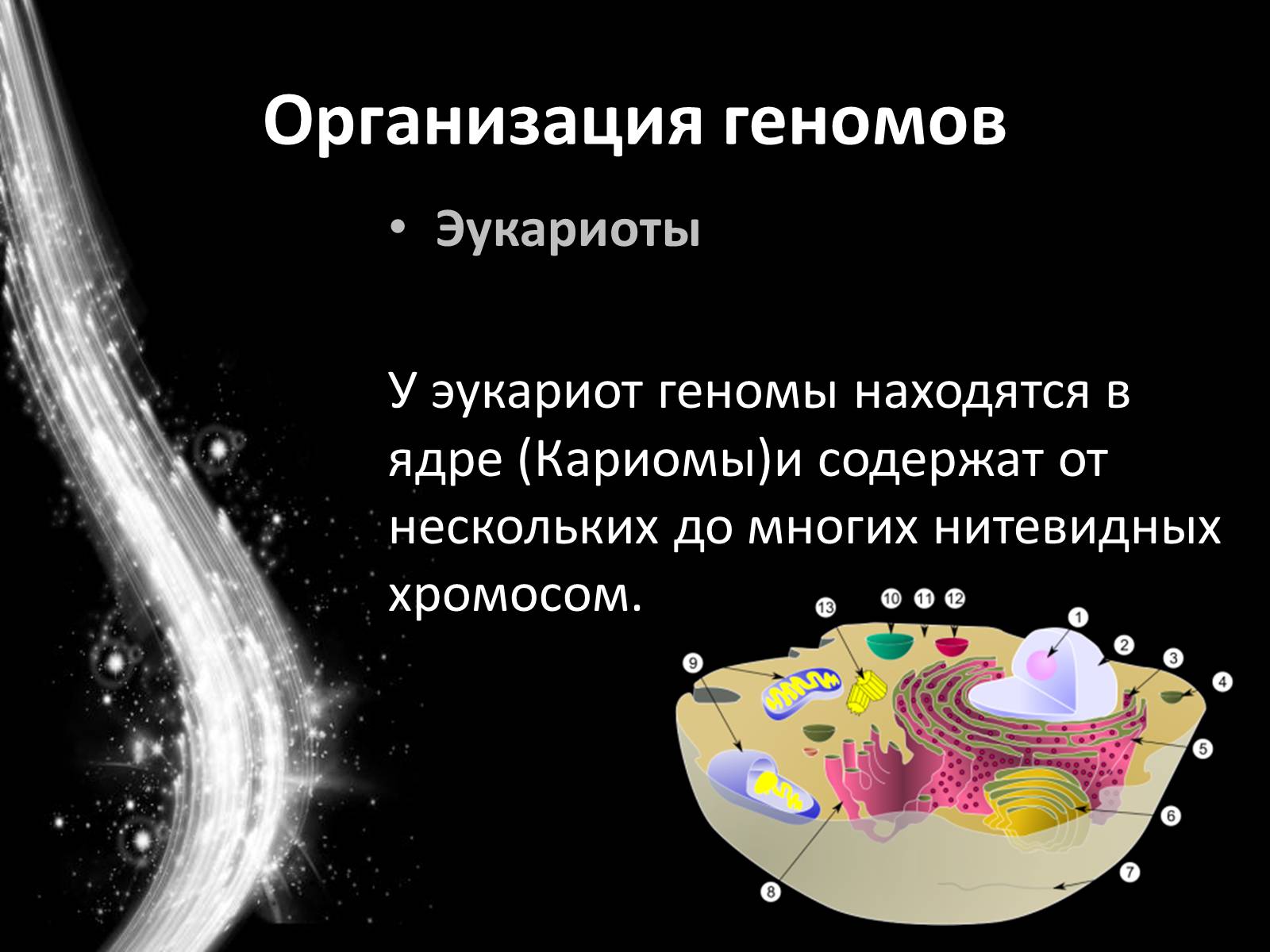 Презентація на тему «Геном человека» - Слайд #8 Презентація на тему «Геном человека» - Слайд #8