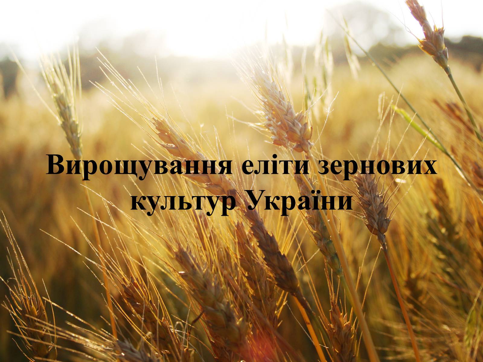 Презентація на тему «Вирощування еліти зернових культур України» - Слайд #1 Презентація на тему «Вирощування еліти зернових культур України» - Слайд #1