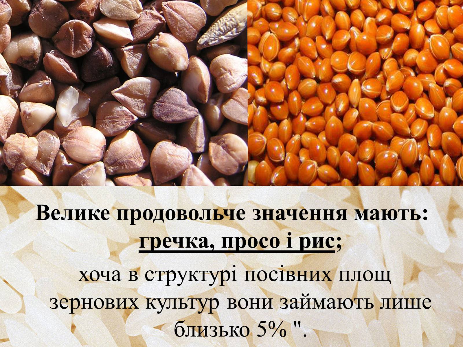 Презентація на тему «Вирощування еліти зернових культур України» - Слайд #5 Презентація на тему «Вирощування еліти зернових культур України» - Слайд #5