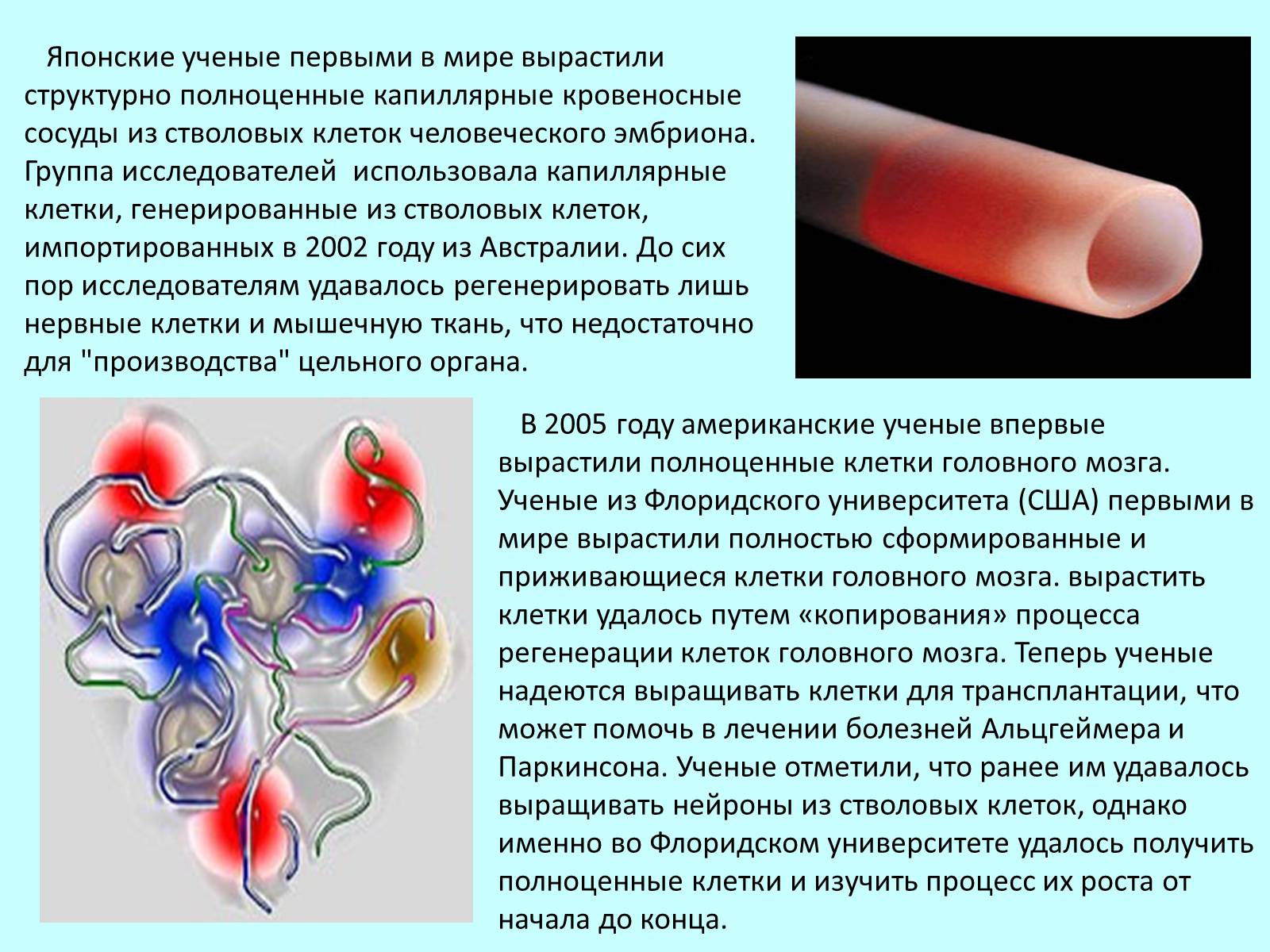 Презентація на тему «Гистотехнологии» - Слайд #4 Презентація на тему «Гистотехнологии» - Слайд #4