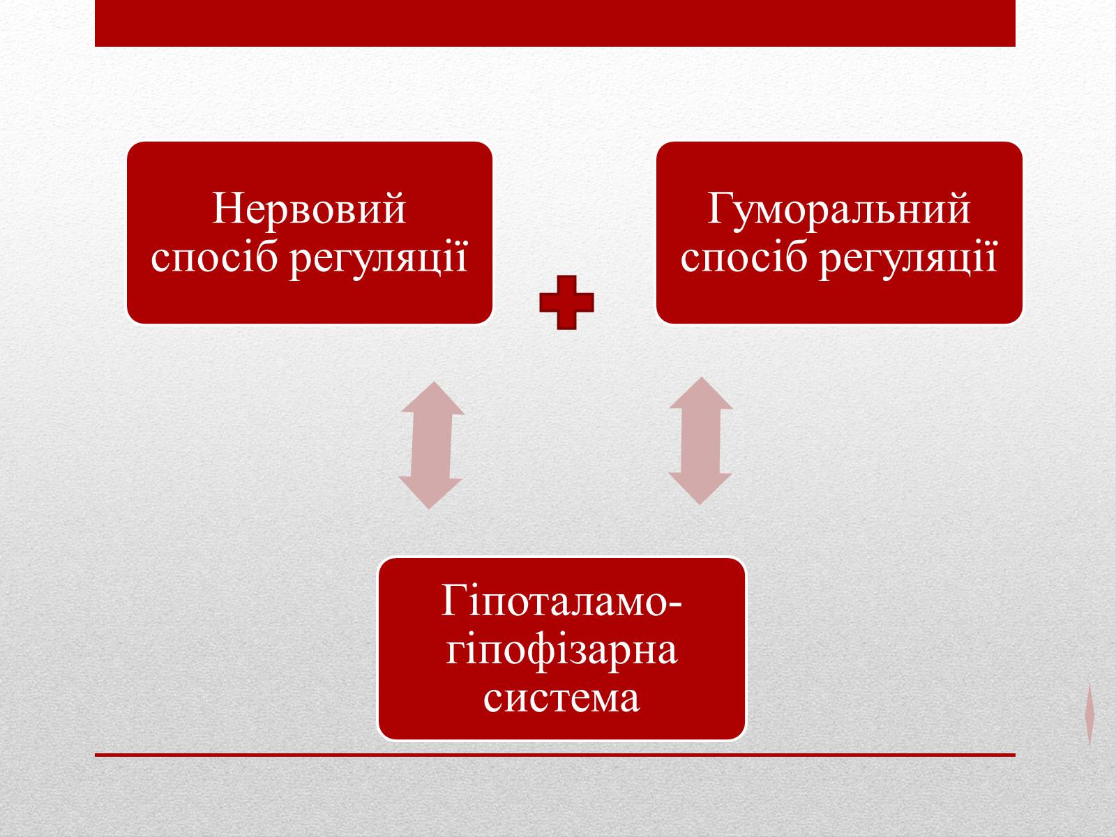 Презентація на тему «Регуляція функцій багатоклітинних організмів» - Слайд #3 Презентація на тему «Регуляція функцій багатоклітинних організмів» - Слайд #3