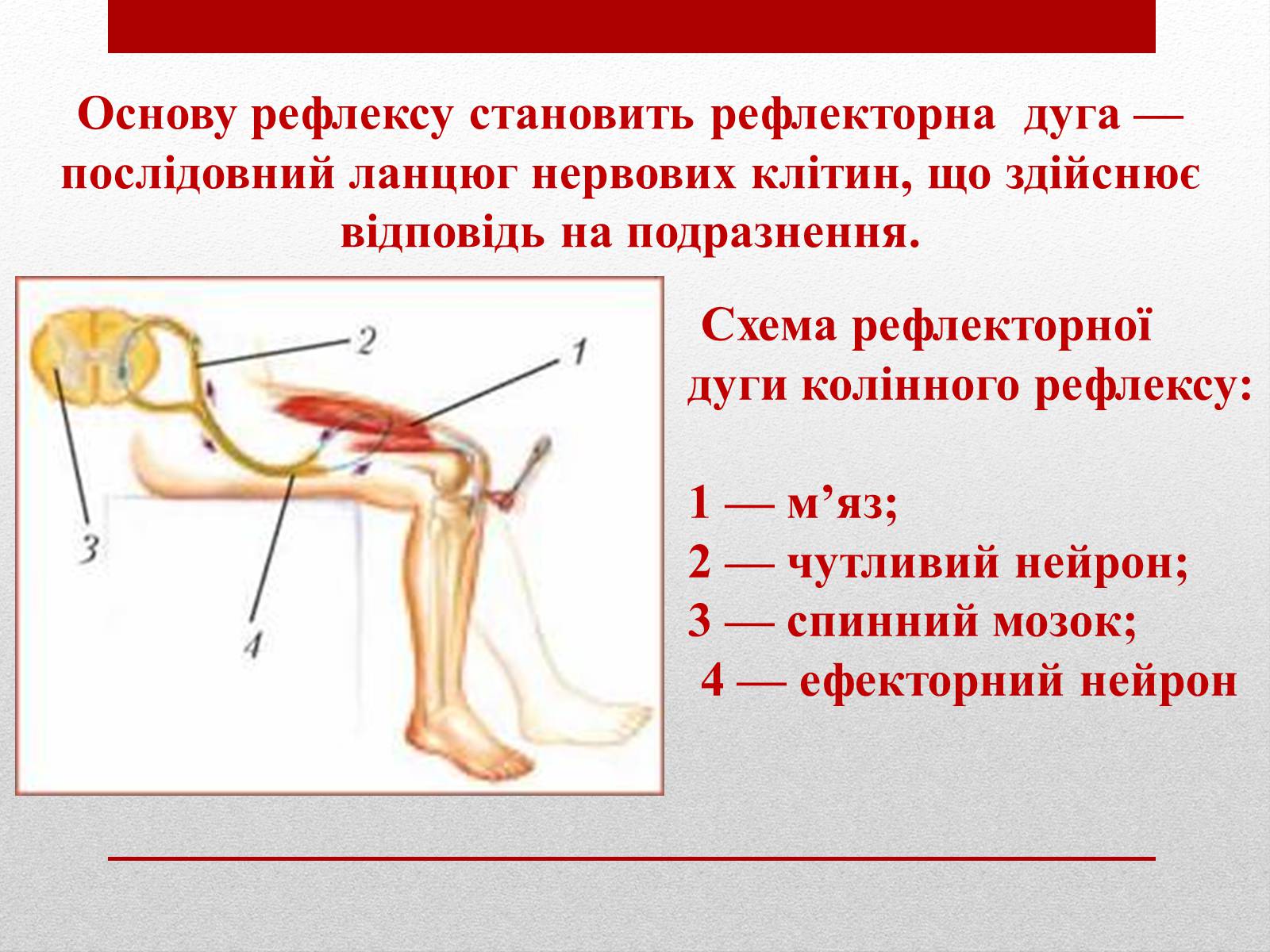 Презентація на тему «Регуляція функцій багатоклітинних організмів» - Слайд #7 Презентація на тему «Регуляція функцій багатоклітинних організмів» - Слайд #7