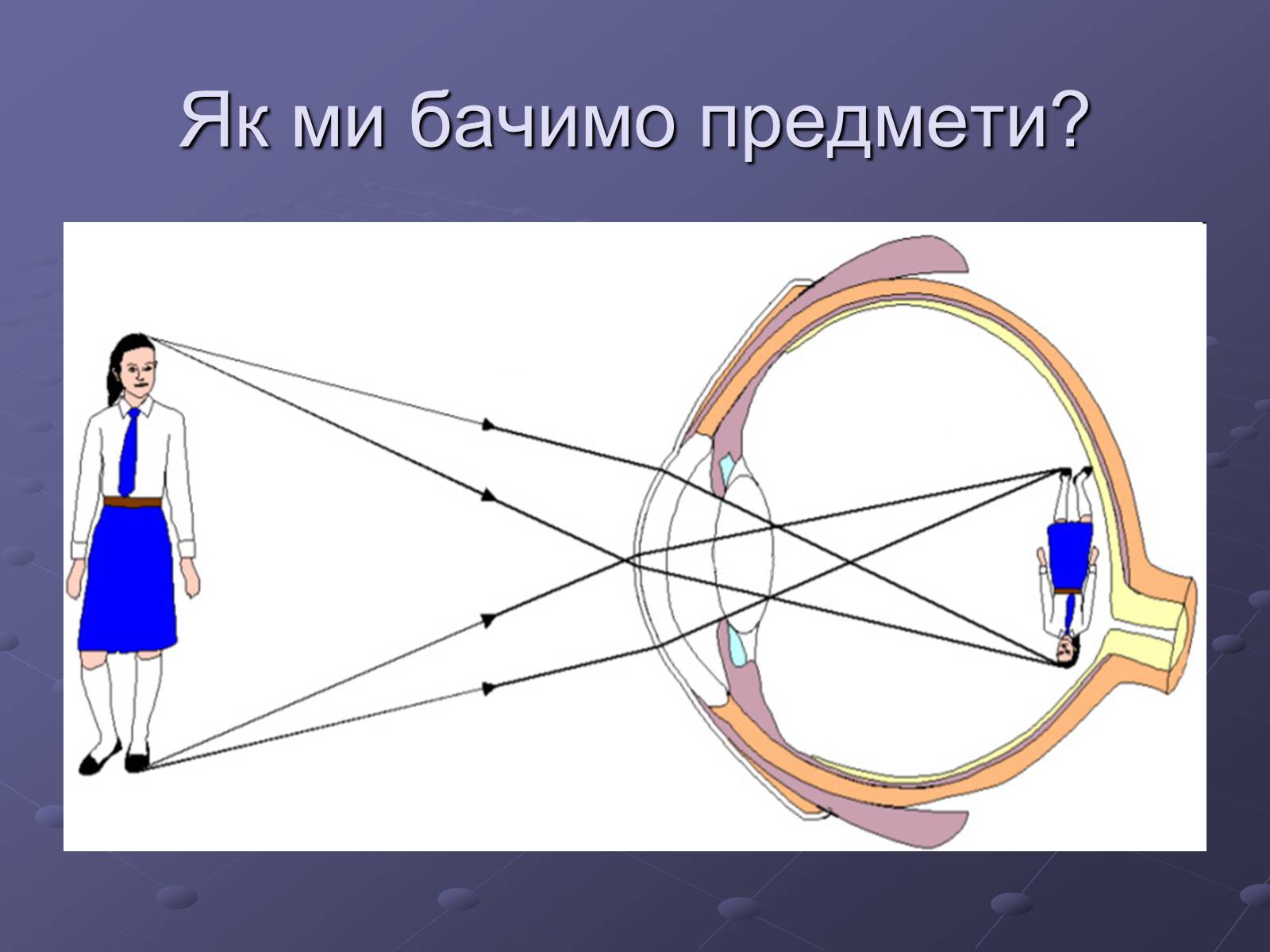 Презентація на тему «Будова ока» - Слайд #12 Презентація на тему «Будова ока» - Слайд #12