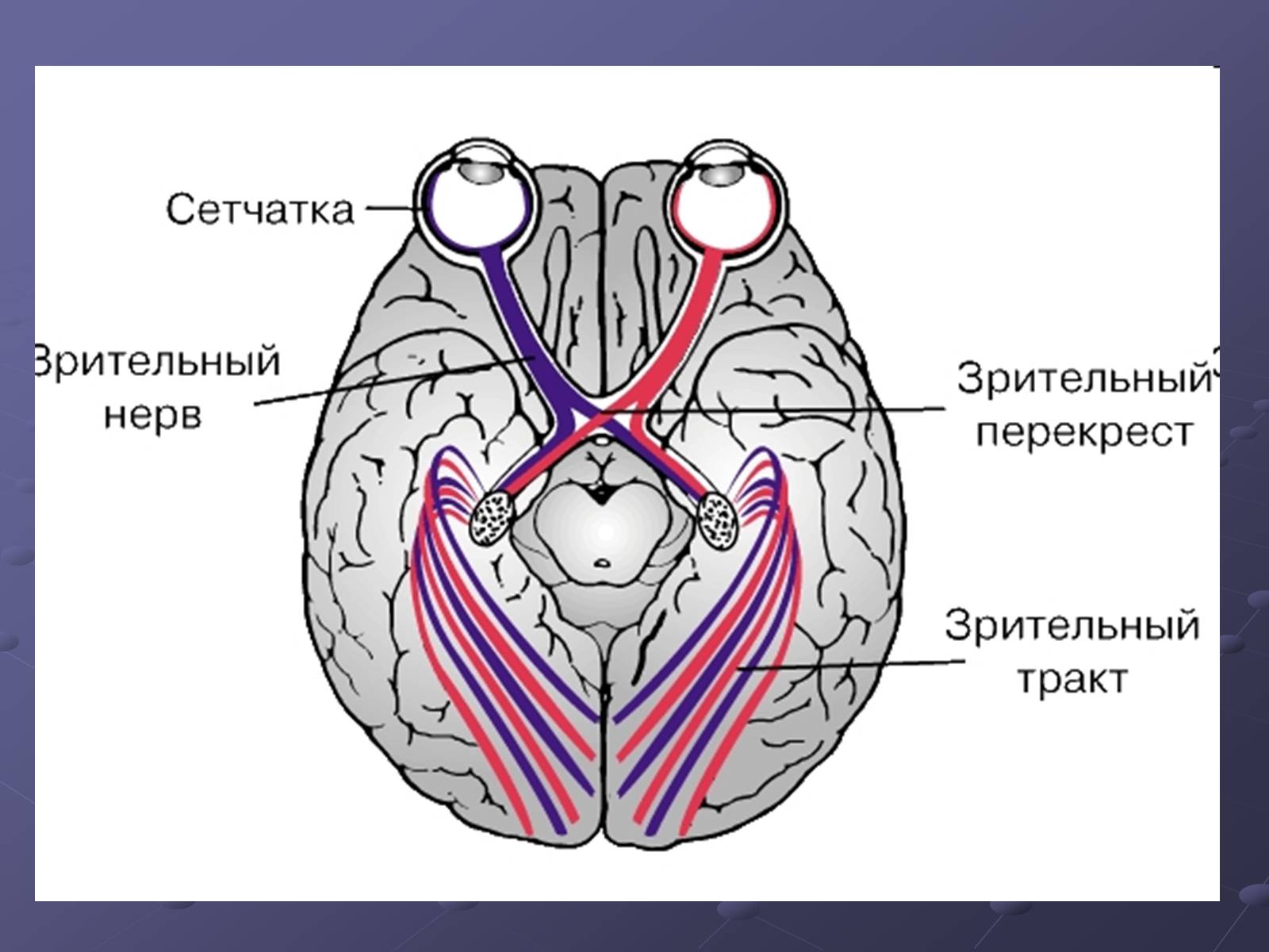Презентація на тему «Будова ока» - Слайд #5 Презентація на тему «Будова ока» - Слайд #5