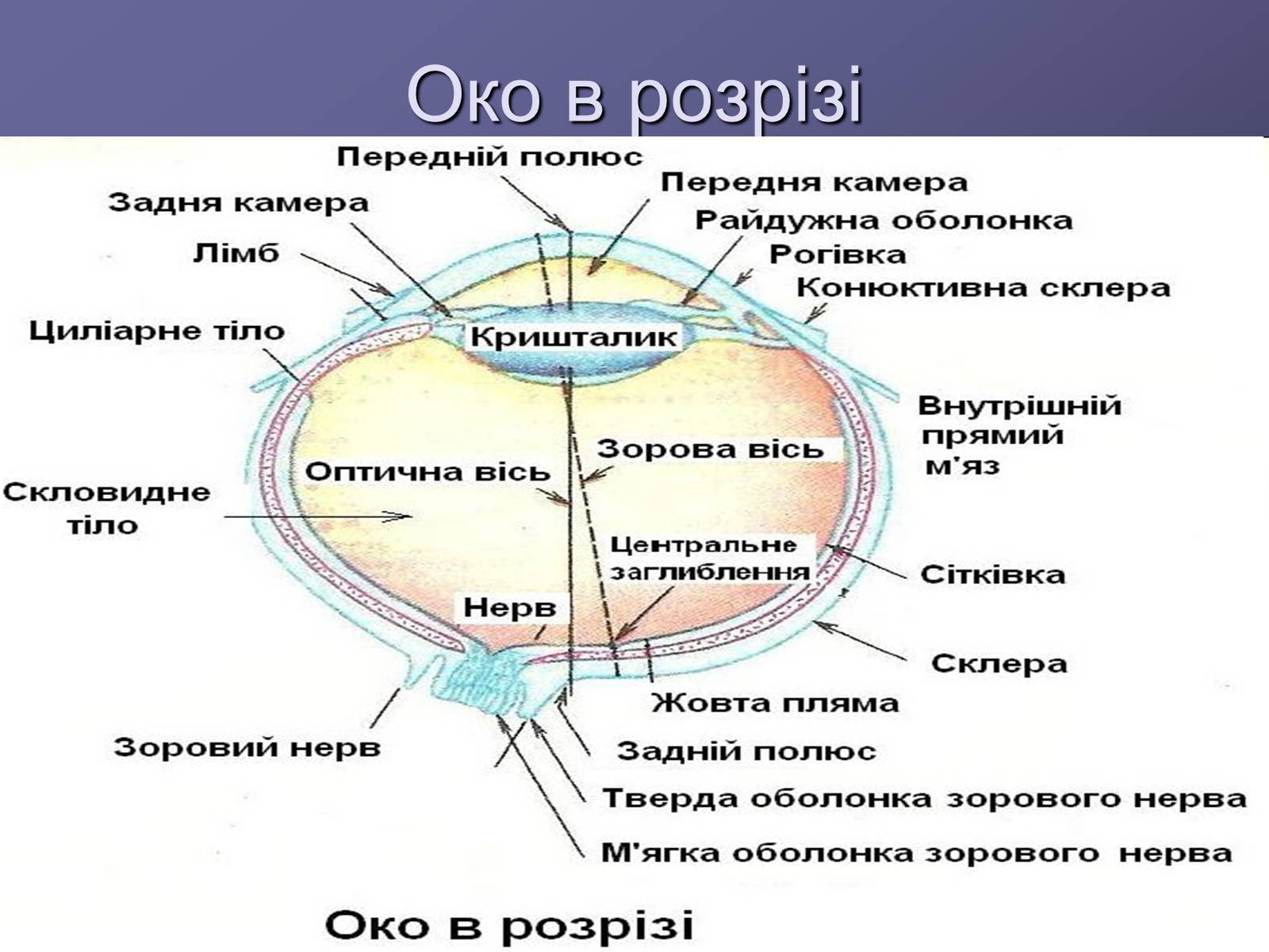 Презентація на тему «Будова ока» - Слайд #6 Презентація на тему «Будова ока» - Слайд #6