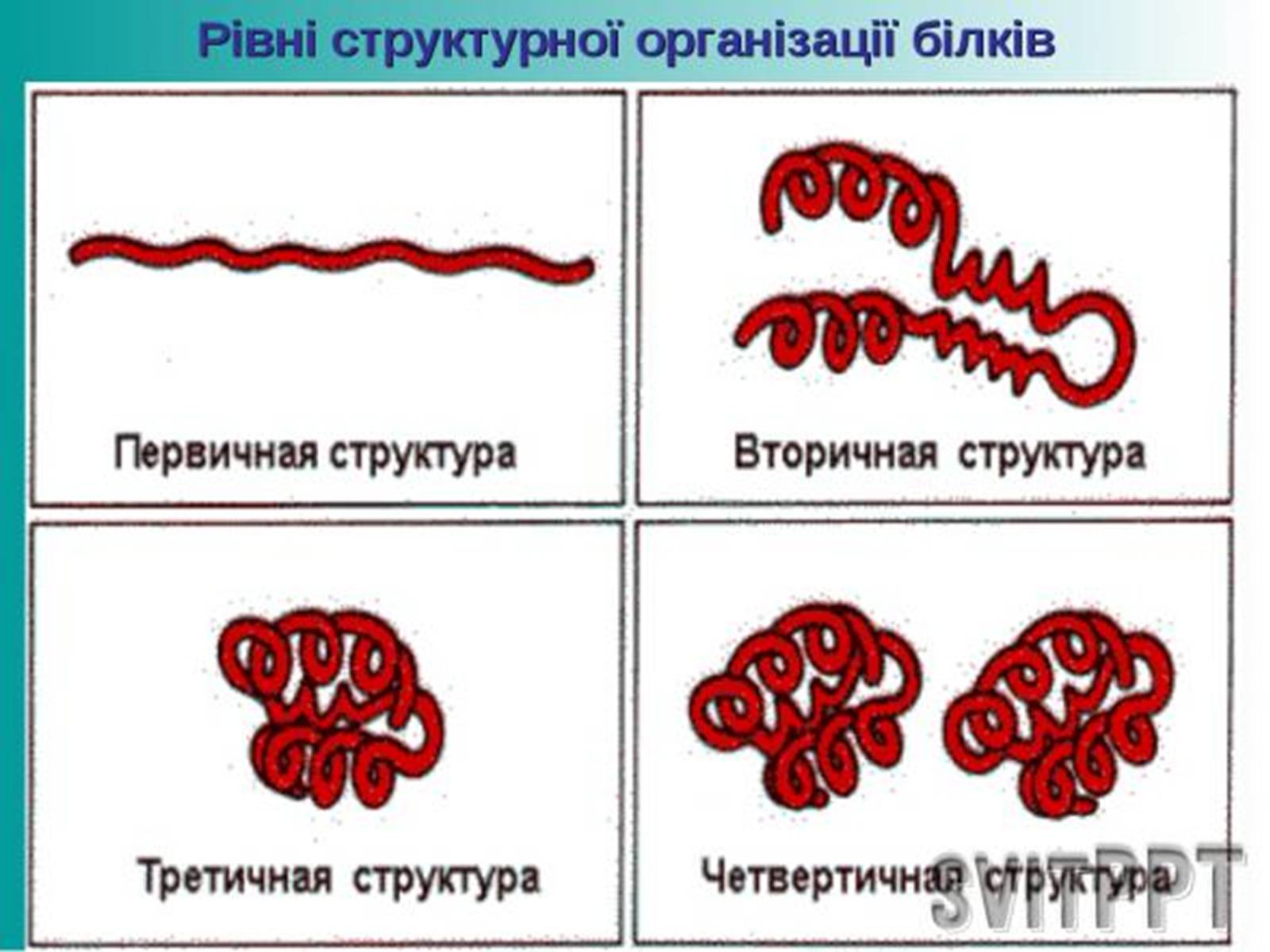 Презентація на тему «Біологічна роль білків» - Слайд #3 Презентація на тему «Біологічна роль білків» - Слайд #3