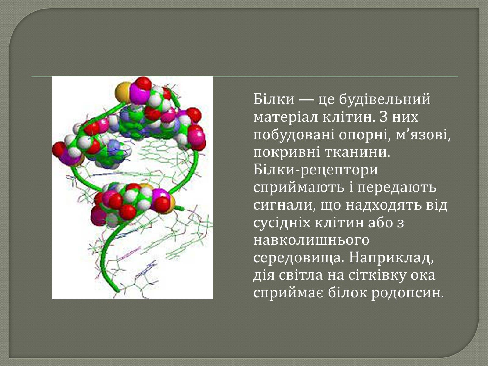 Презентація на тему «Біологічна роль білків» - Слайд #6 Презентація на тему «Біологічна роль білків» - Слайд #6