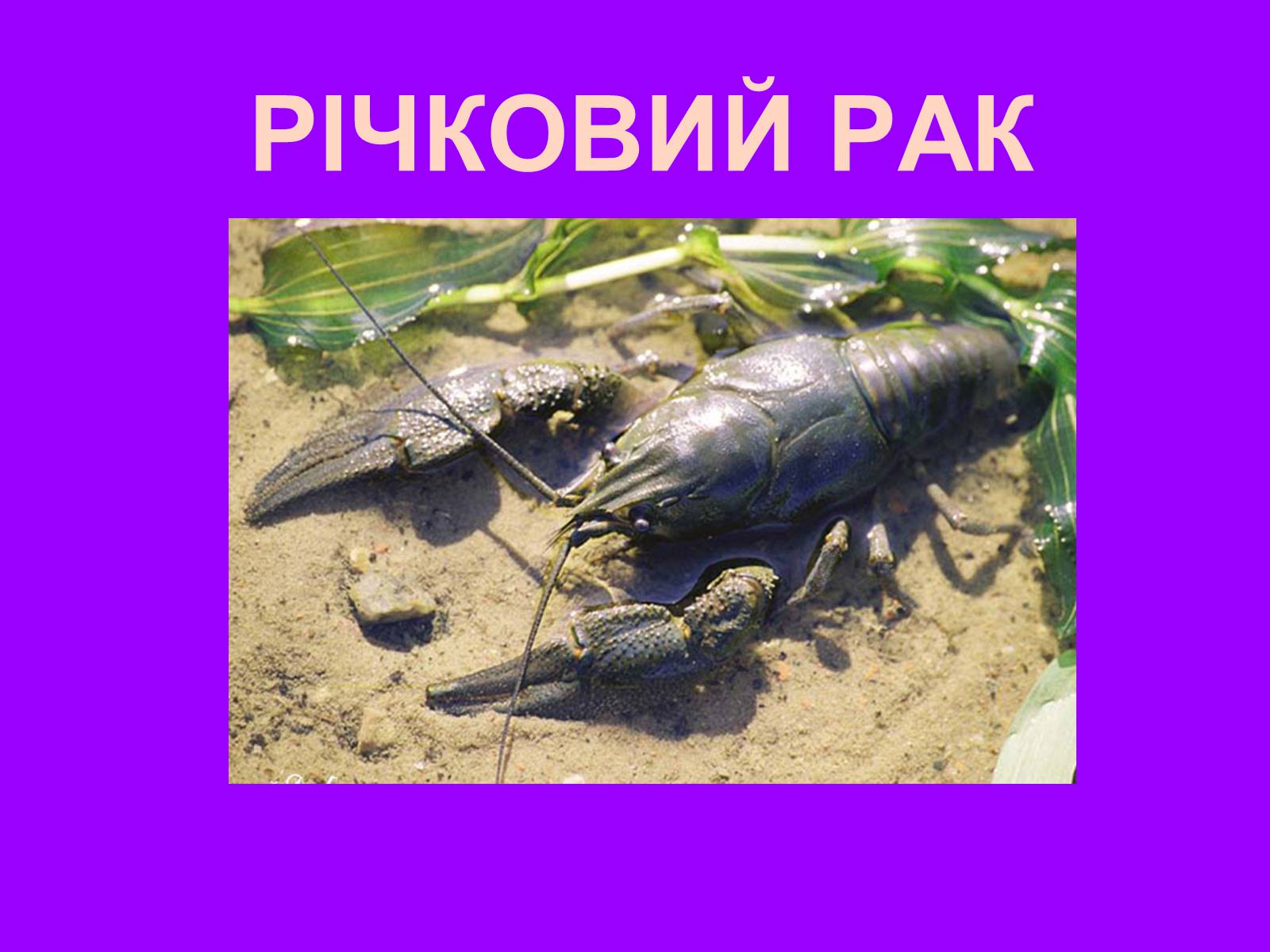 Презентація на тему «Річковий рак» - Слайд #1 Презентація на тему «Річковий рак» - Слайд #1