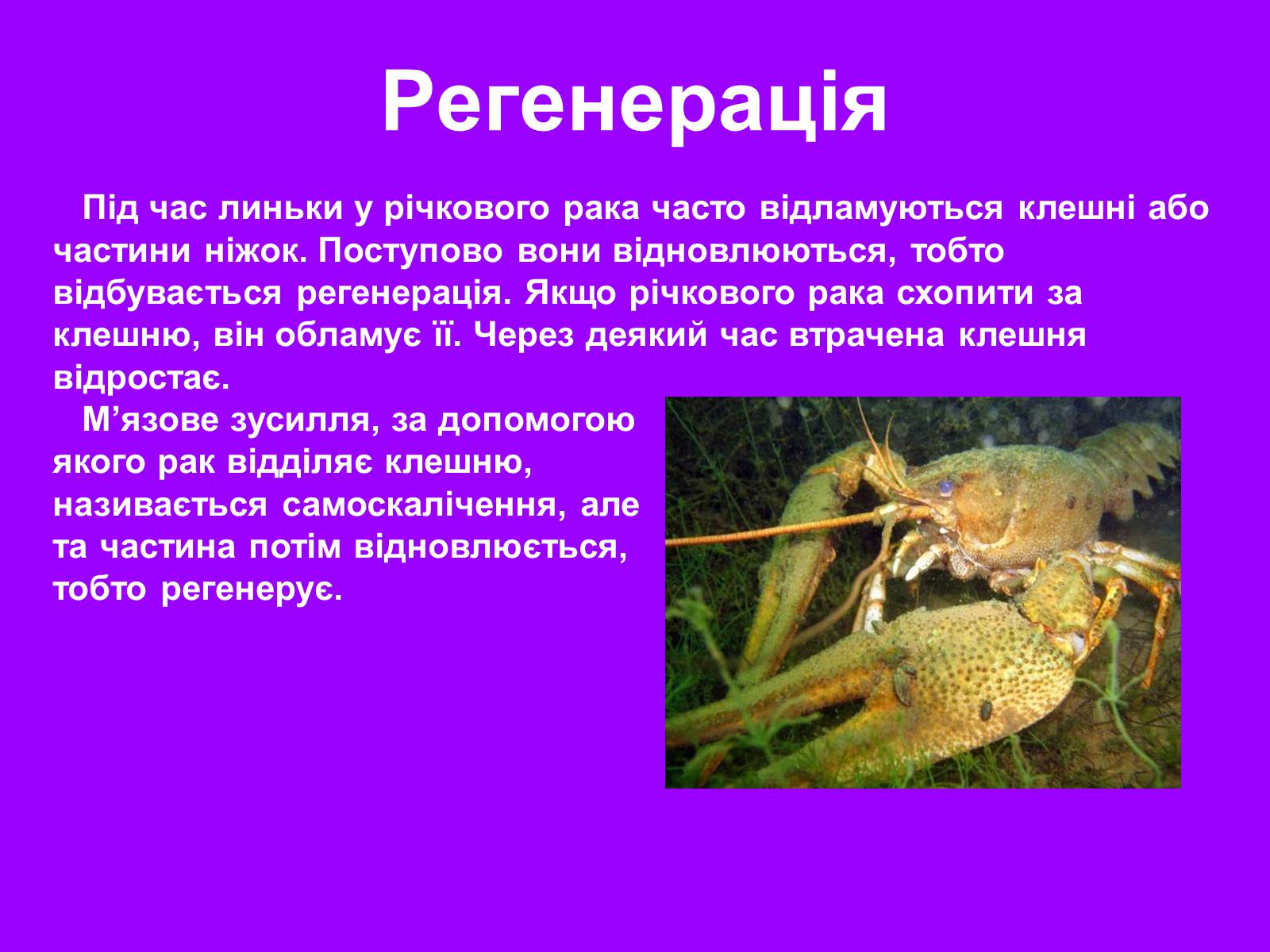 Презентація на тему «Річковий рак» - Слайд #13 Презентація на тему «Річковий рак» - Слайд #13