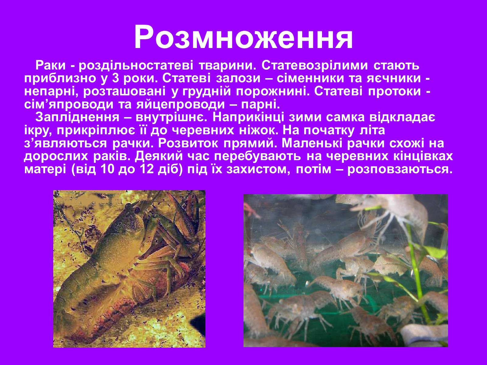 Презентація на тему «Річковий рак» - Слайд #23 Презентація на тему «Річковий рак» - Слайд #23