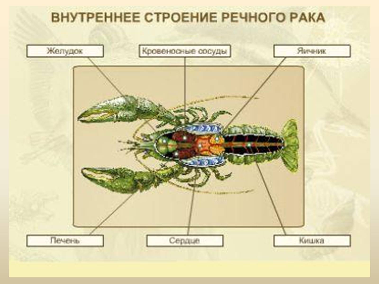 Презентація на тему «Річковий рак» - Слайд #3 Презентація на тему «Річковий рак» - Слайд #3