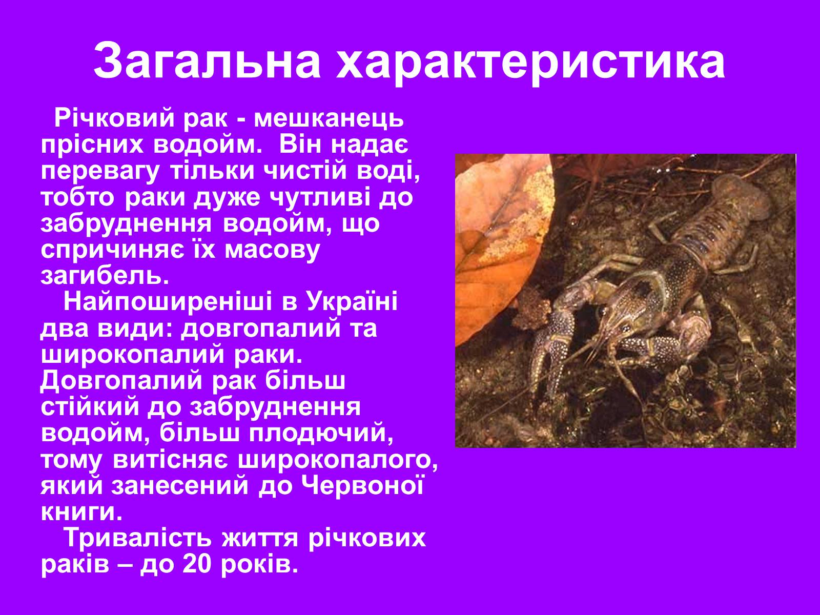 Презентація на тему «Річковий рак» - Слайд #5 Презентація на тему «Річковий рак» - Слайд #5