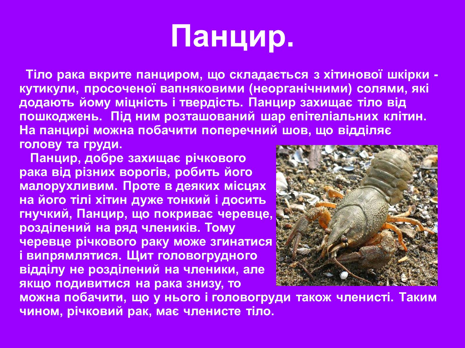 Презентація на тему «Річковий рак» - Слайд #7 Презентація на тему «Річковий рак» - Слайд #7