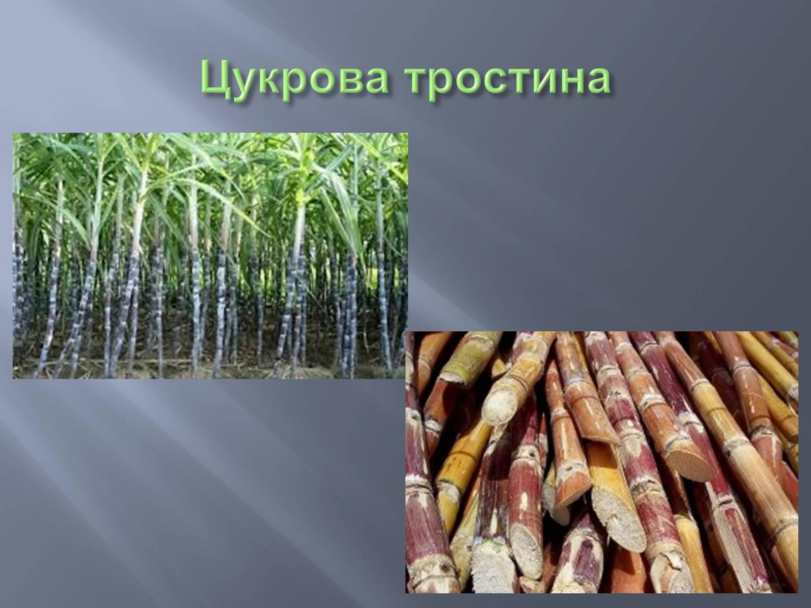 Презентація на тему «Сахароза» (варіант 1) - Слайд #2 Презентація на тему «Сахароза» (варіант 1) - Слайд #2