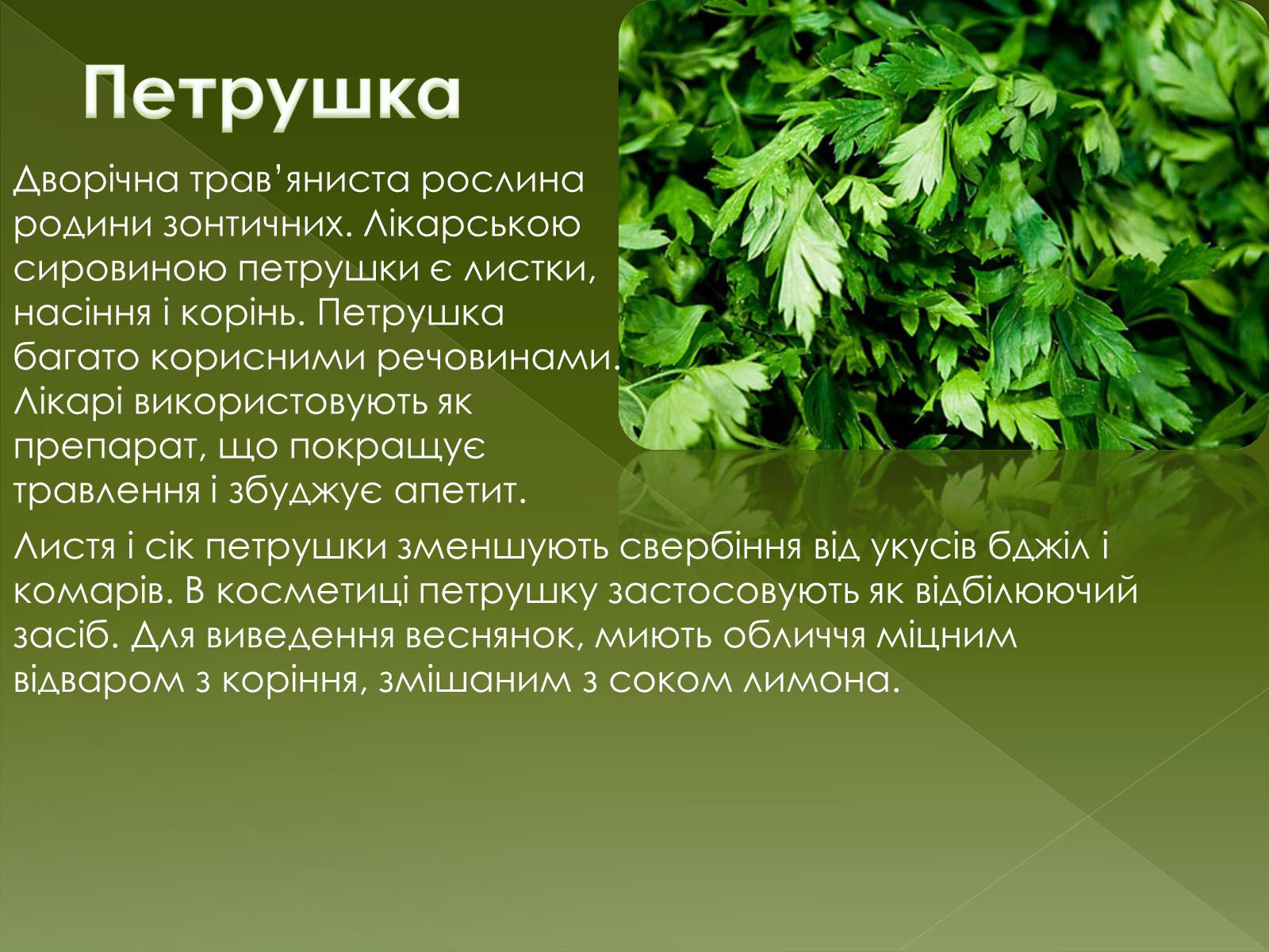 Презентація на тему «Овочеві культури – як лікарські препарати» - Слайд #14 Презентація на тему «Овочеві культури – як лікарські препарати» - Слайд #14