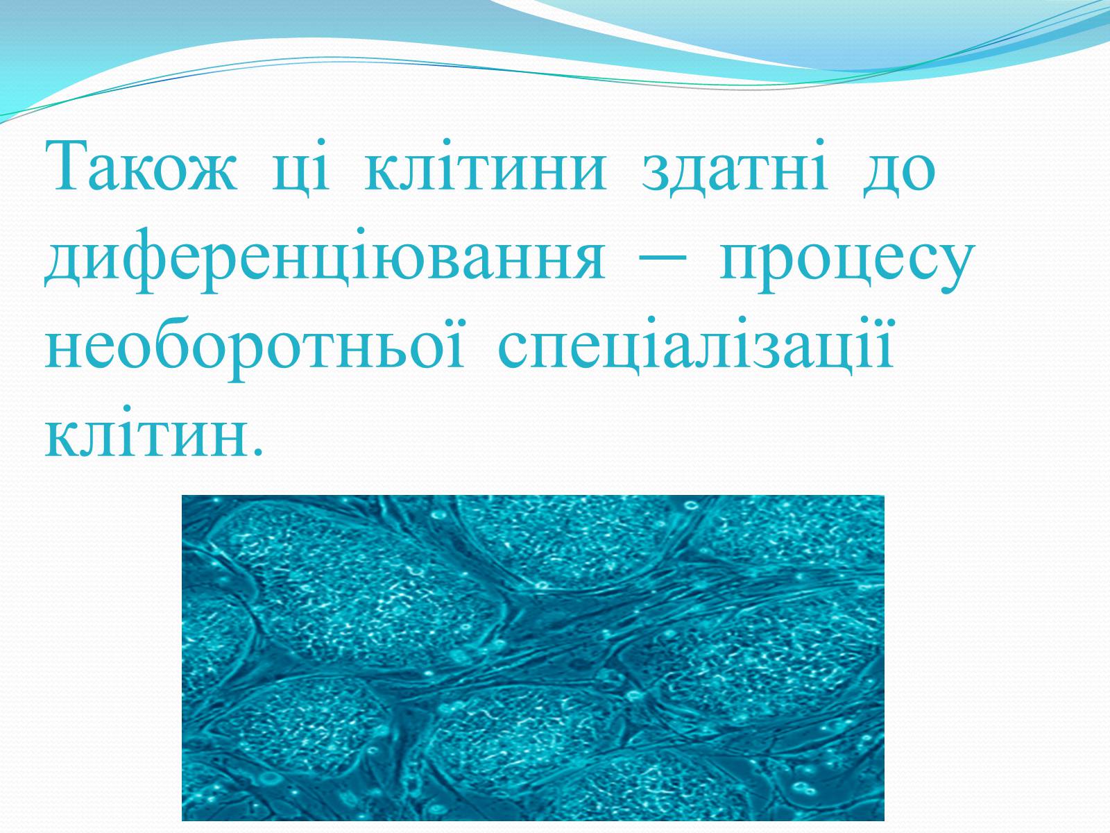 Презентація на тему «Ембріотехнології і клонування» (варіант 1) - Слайд #7 Презентація на тему «Ембріотехнології і клонування» (варіант 1) - Слайд #7