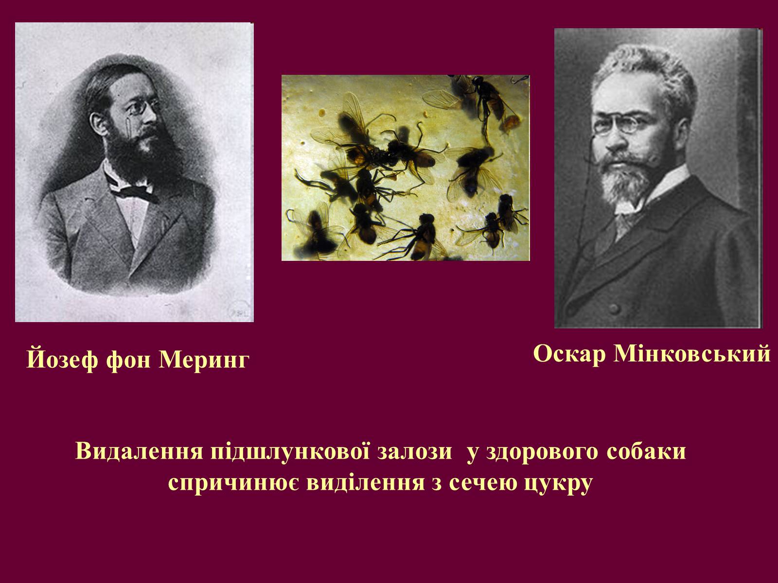 Презентація на тему «Цукровий діабет» - Слайд #4 Презентація на тему «Цукровий діабет» - Слайд #4
